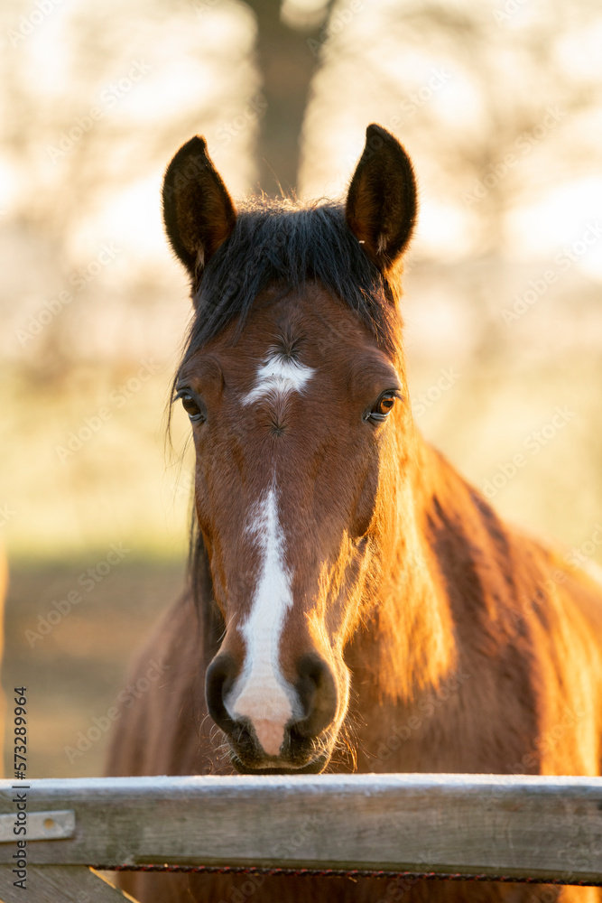 Fototapeta premium Horse in paddock paradise in beautiful soft morning light in winter time with winter coat