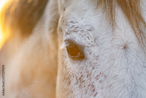 close-up during sunset from this pretty white horse 