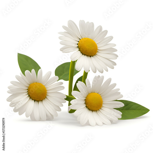 camomile flower isolated on white background - daisies flowers on white background - White flowers - Generative AI