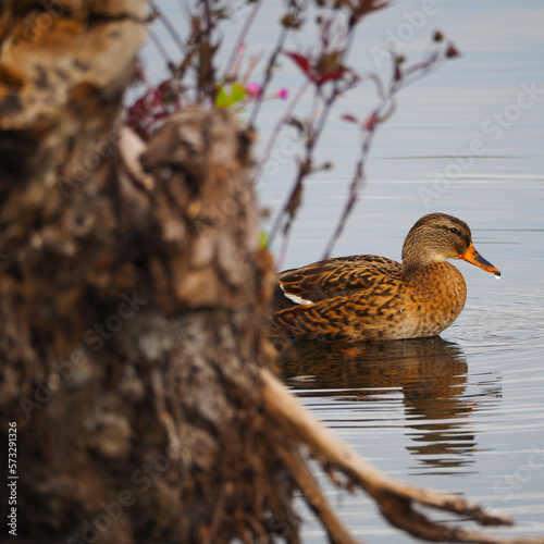 "Tropfende" Ente versteckt sich hinter einem Baumstupf