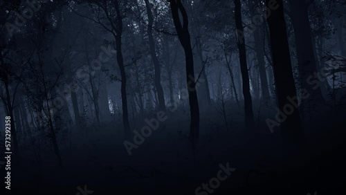 The dark forest at night, covered with a mystical fog photo