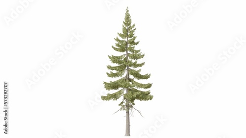3D Pine tree isolated on white background   Use for visualization in graphic design