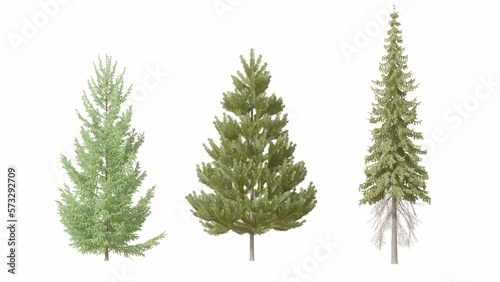 Set of 3D Pine tree isolated on white background   Use for visualization in graphic design
