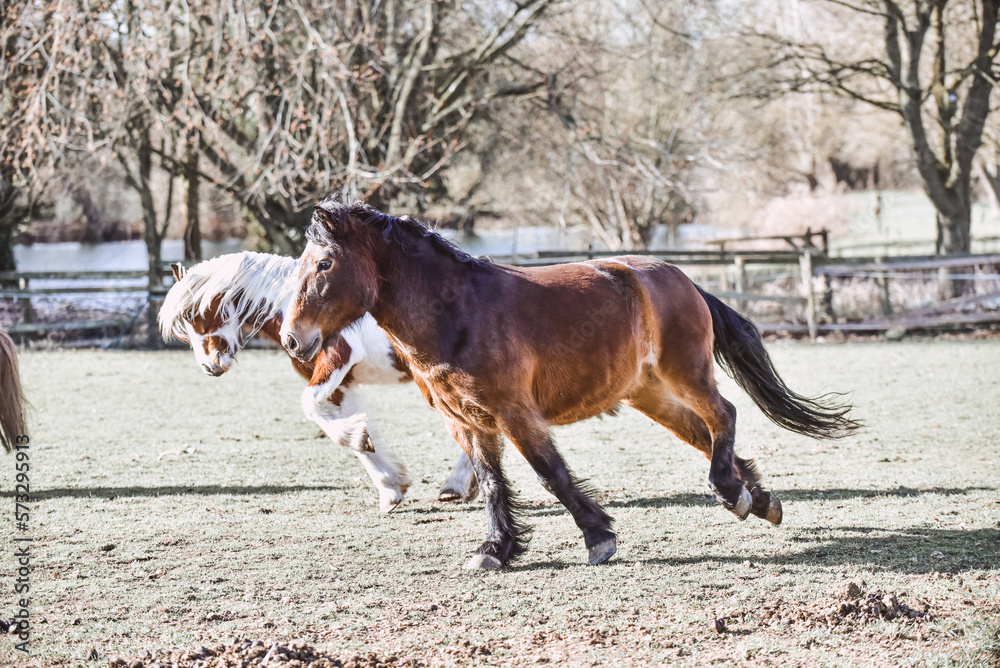 Horses playing while turned out in a field Horses playing while turned out in a field