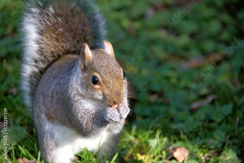 Snacking squirrel eating nut
