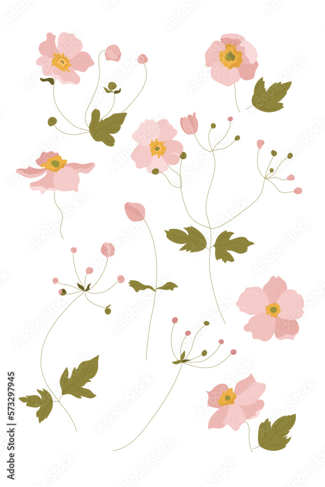 A set of soft pink flowers, anemones, garden flowers, elements for compositions for a wedding, women's day
