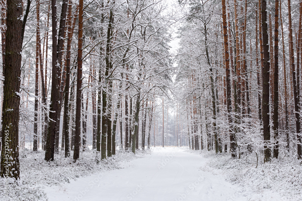 Sosnowy bór zimą