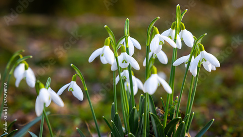 Close up of blooming snowdrop flowers in the forest. First spring flowers © Steam visuals