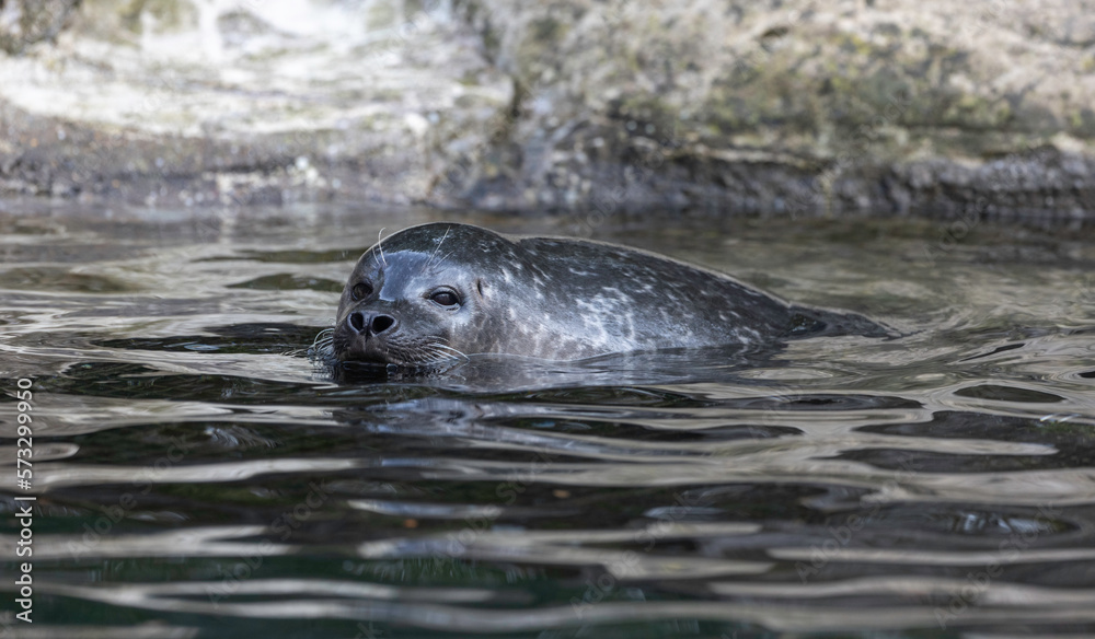 Fototapeta premium Sealion swimm in water