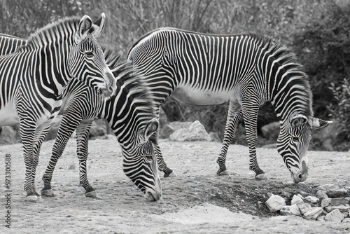Black and white photography of zebras