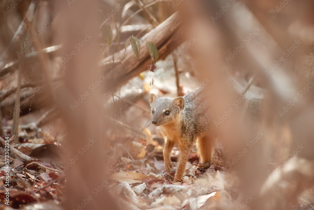 Obraz premium Carnivores of Madagascar: Mungotictis decemlineata, a wild animal, the Narrow-striped Mongoose or Vontsira among the dry leaves of a dense deciduous Kirindy Forest, Madagascar. 