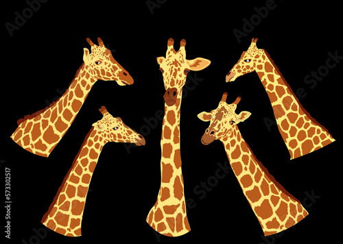 Giraffe vector illustration isolated on black background. African animal. Tallest animal. Safari trip attraction. Big five. Curious giraffe face. Funny cartoon animal.