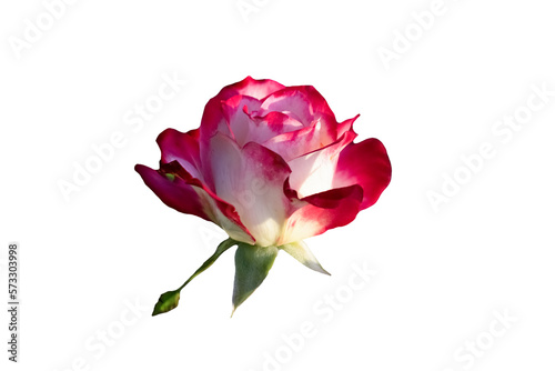  delicate rose isolated on white background.