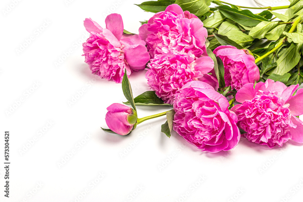 Fragrant pink peonies bouquet isolated on white background. Summer card, seasonal design, festive concept