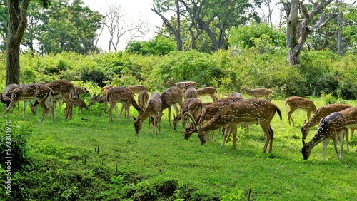 Large group of Wild Spotted deers or axis deers herd grazing in the Bandipur mudumalai Ooty Road photo