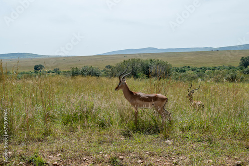 Two Linh d    ng Impalas in a Kenyan meadow
