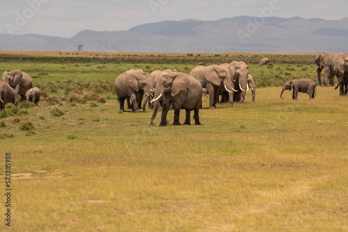 Herd of African Elephants walking through grass in Kenya National Park © mylasa