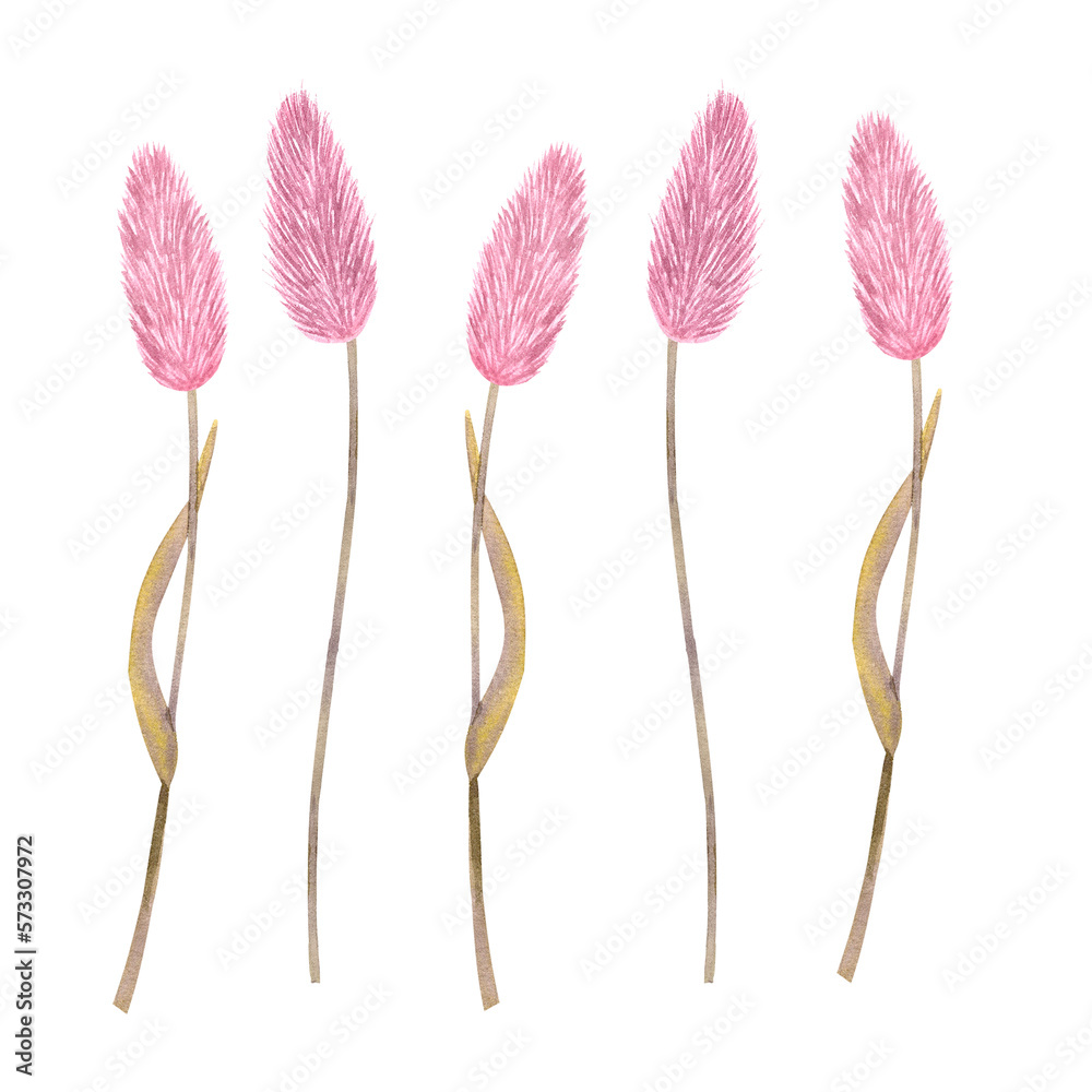 Stalks of pink dried herb flowers. Hand-drawn watercolor illustration isolated on white background. For design postcards, posters, stickers Stalks of pink dried herb flowers. Hand-drawn watercolor illustration isolated on white background. For design postcards, posters, stickers