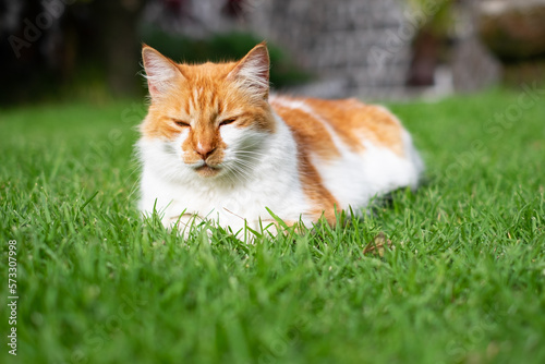 Portrait of a sleepy fluffy orange and white cat lying in the green meadow with closed eyes © luciano