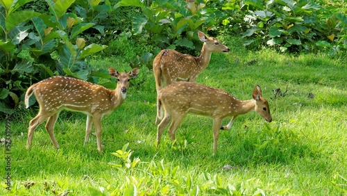 Wild Spotted deers or axis deers herd in the Bandipur mudumalai Ooty Road, India.