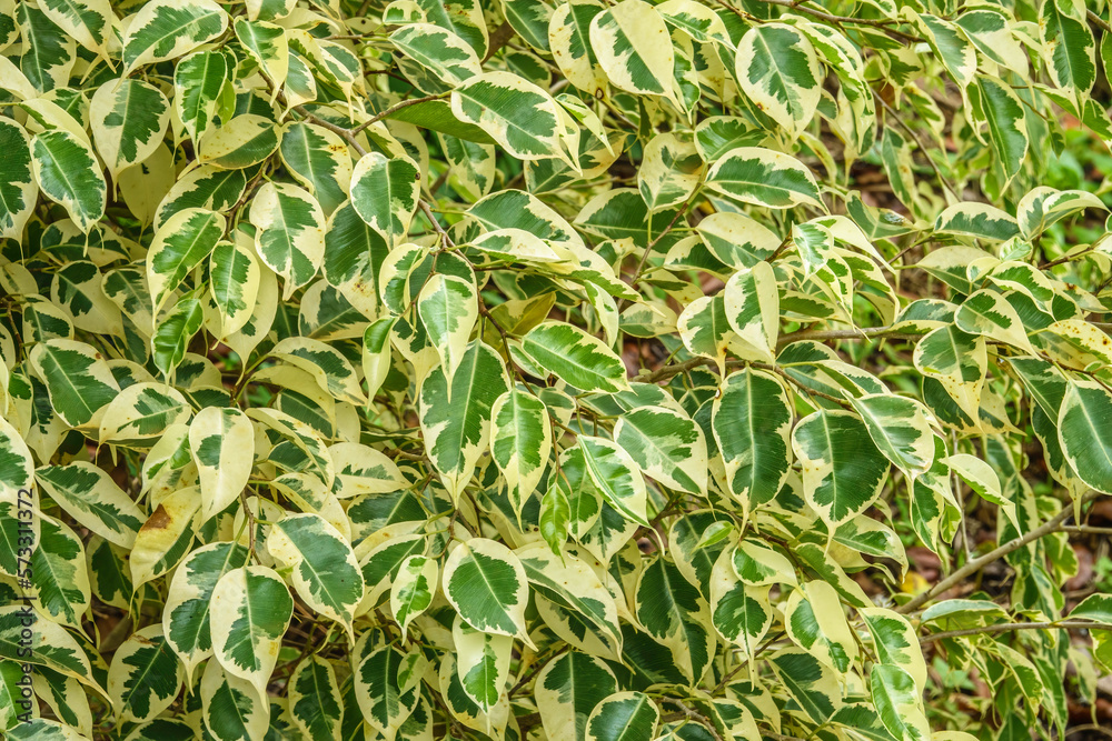 Evergreen foliage of variegated ficus (binomial name: Ficus benjamina