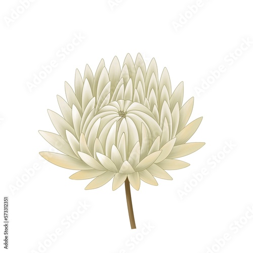 bohemian bouquet of dry tropical, blooming flowers straw flower and branches with leaves of brown, pink, cream, beige flowers isolated on white background