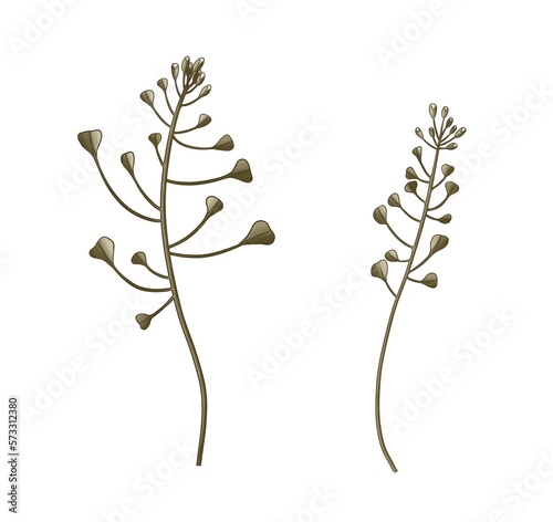 bohemian bouquet of dry tropical, blooming flowers banksias and branches with leaves of brown, pink, cream, beige flowers isolated on white background