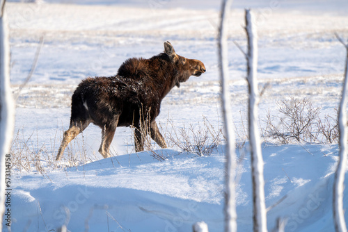 Prairie Moose Winter