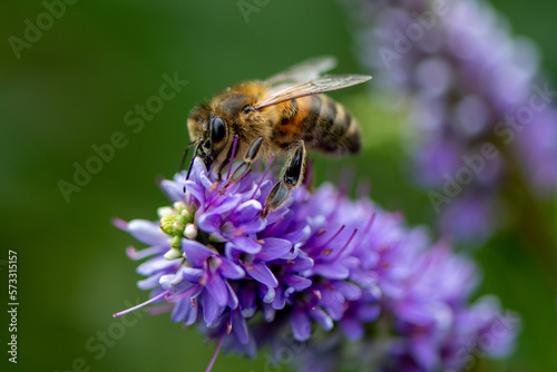 bee on flower © 14nelson