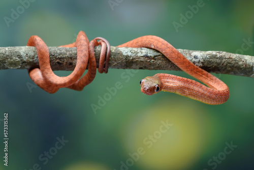 Red boiga on a tree  photo