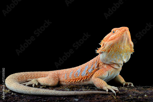 Bearded dragon on a tree 