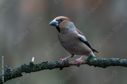 Beautiful Hawfinch (Coccothraustes coccothraustes) on a branch in the forest of Noord Brabant in the Netherlands. 