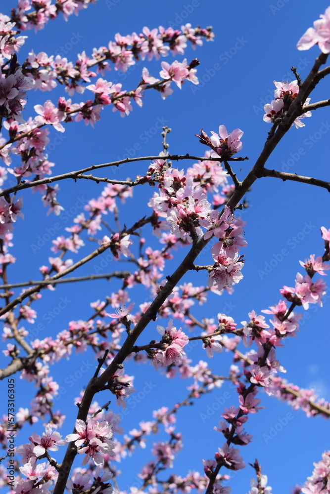 Pink Cherry Blossoms tree branch in spring over blue sky Pink Cherry Blossoms tree branch in spring over blue sky