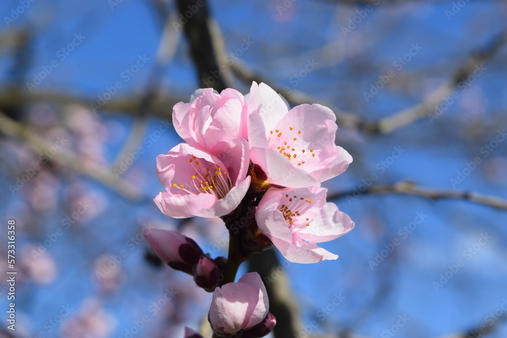 Pink Cherry Blossoms tree branch in spring over blue sky Pink Cherry Blossoms tree branch in spring over blue sky