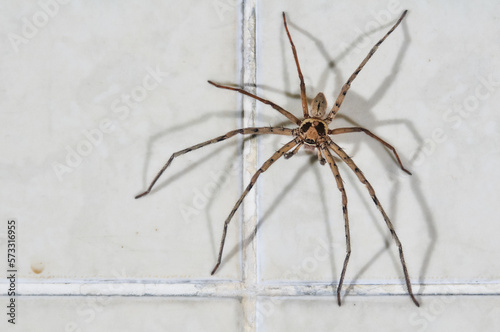 large house spider is crawling on the ceramic wall