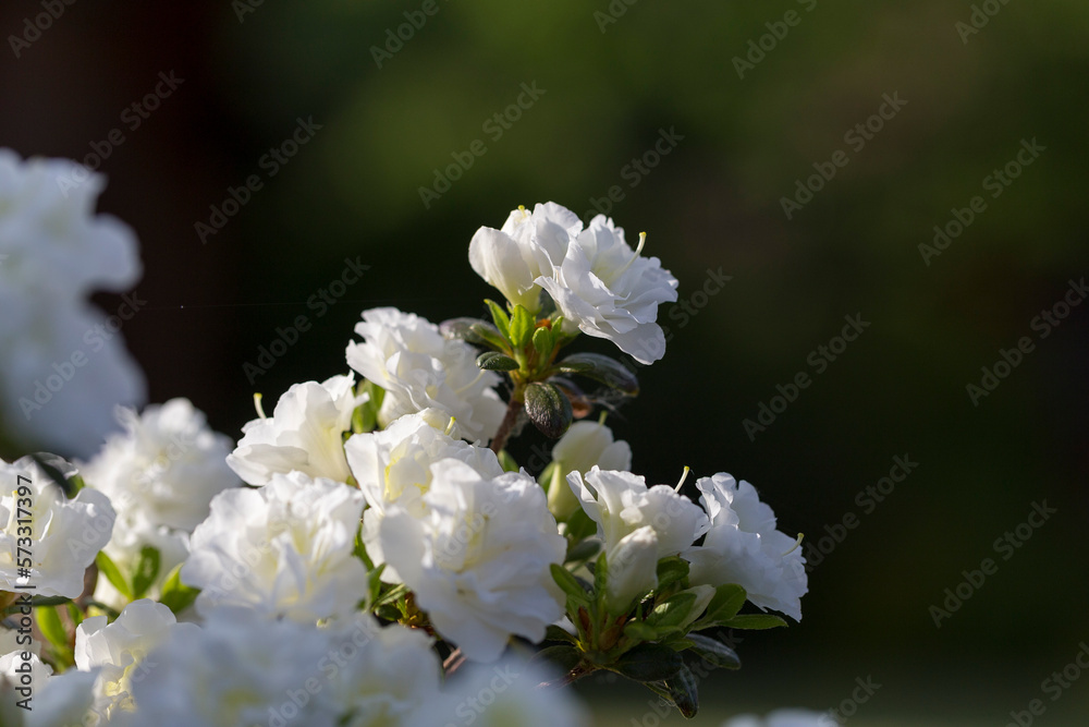White rhododendron in a modern garden in landscaping. White rhododendron flowers macro. Beautiful white rhododendron flowers macro. Background of white petals. Floral wallpaper. White rhododendron in a modern garden in landscaping. White rhododendron flowers macro. Beautiful white rhododendron flowers macro. Background of white petals. Floral wallpaper.