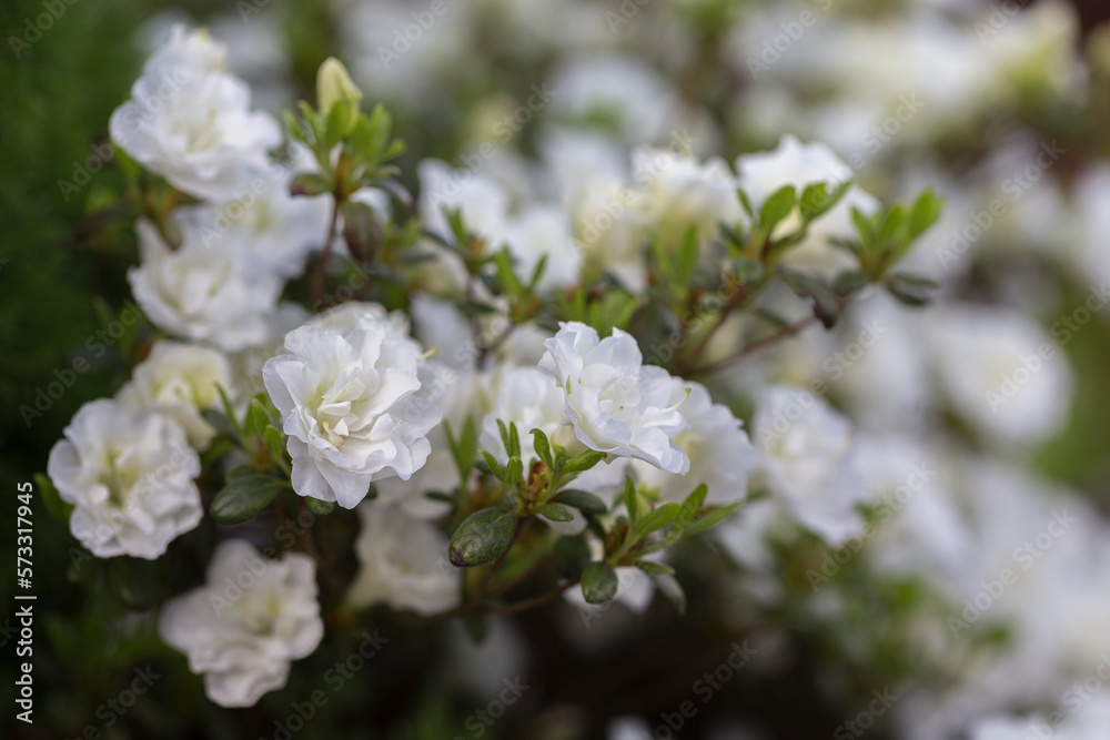White rhododendron in a modern garden in landscaping. White rhododendron flowers macro. Beautiful white rhododendron flowers macro. Background of white petals. Floral wallpaper. White rhododendron in a modern garden in landscaping. White rhododendron flowers macro. Beautiful white rhododendron flowers macro. Background of white petals. Floral wallpaper.