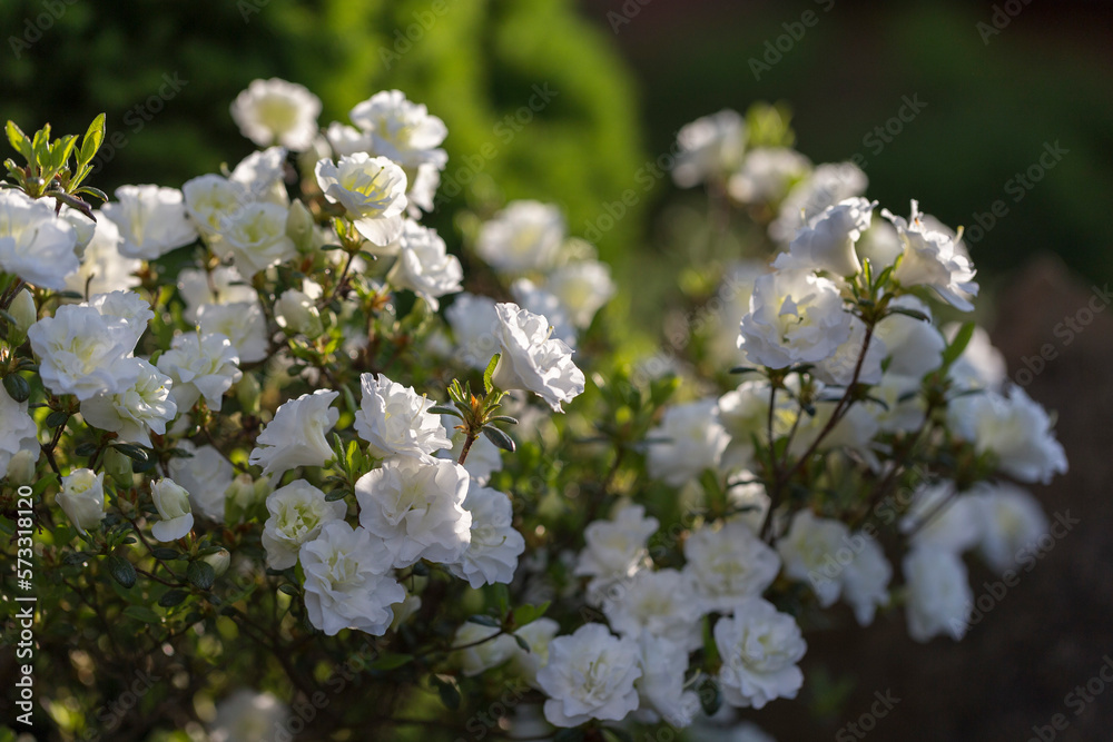White rhododendron in a modern garden in landscaping. White rhododendron flowers macro. Beautiful white rhododendron flowers macro. Background of white petals. Floral wallpaper. White rhododendron in a modern garden in landscaping. White rhododendron flowers macro. Beautiful white rhododendron flowers macro. Background of white petals. Floral wallpaper.