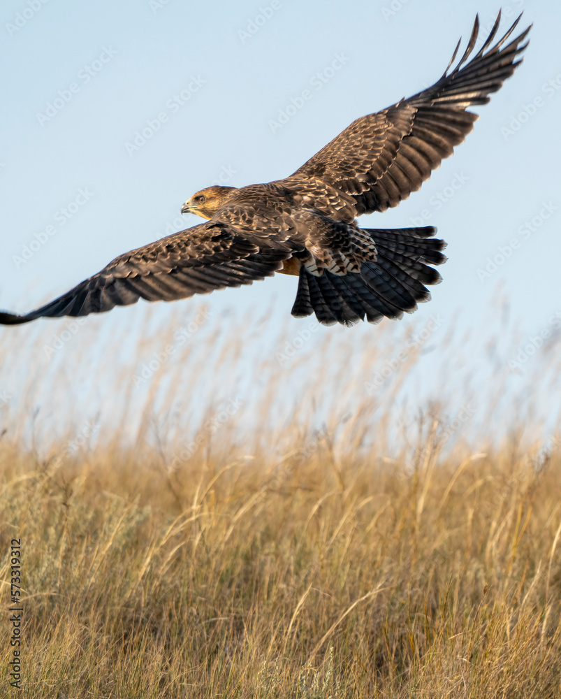 swainson's hawk Canada swainson's hawk Canada
