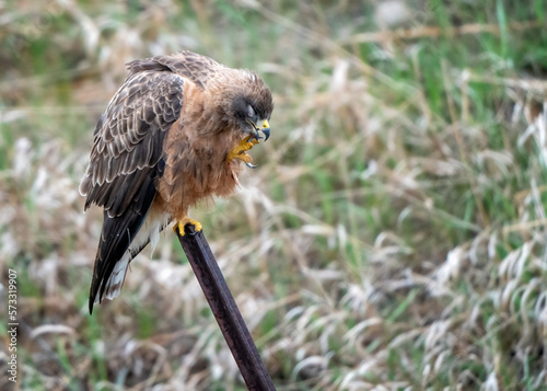 Baby Swainsons Hawk photo