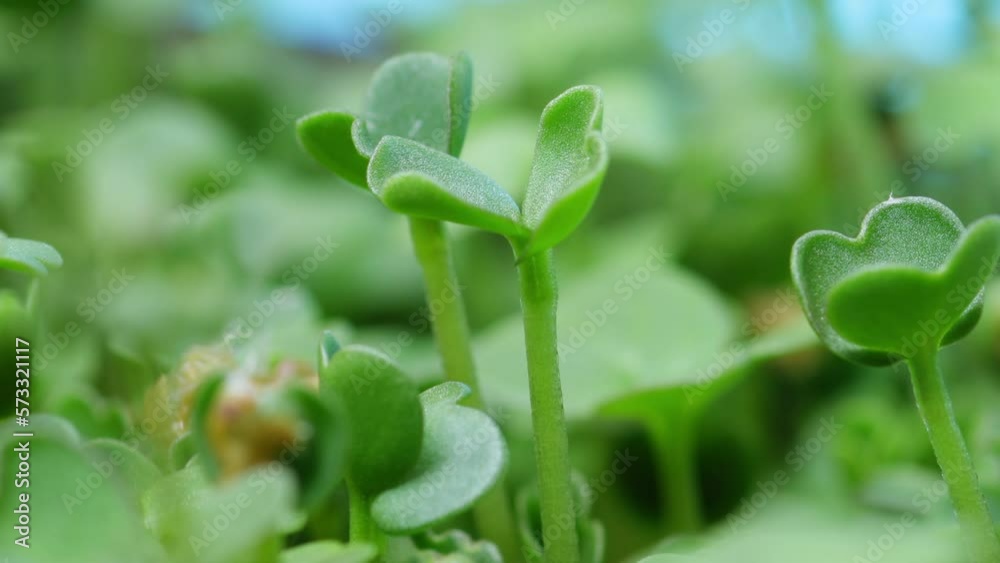 Timelapse of growing rucola with green stems and leaves rising up filmed in macro. Closeup view of germinating arugula. Homegrown microgreen ready for eating. Organic fresh food. Agriculture theme Timelapse of growing rucola with green stems and leaves rising up filmed in macro. Closeup view of germinating arugula. Homegrown microgreen ready for eating. Organic fresh food. Agriculture theme