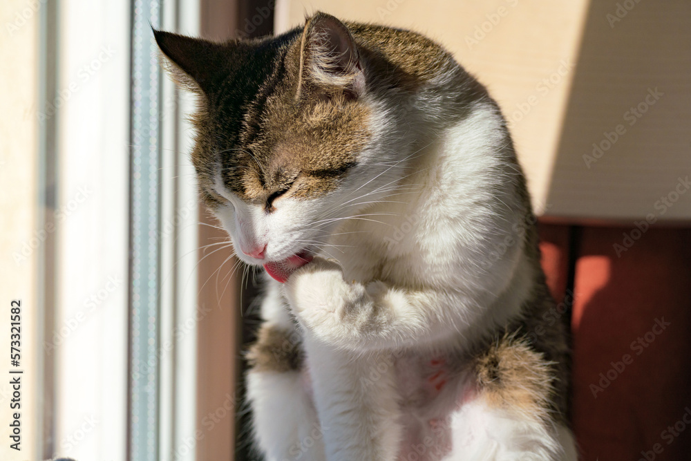 A pet cat cleaning itself
