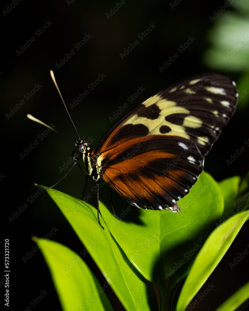 Obraz premium Tiger Longwing Butterfly
