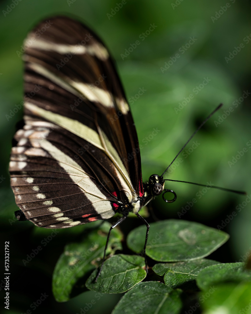 Obraz premium Zebra Longwing Butterfly