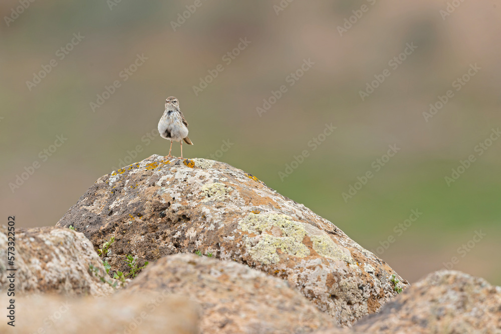 Berthelot's pipit (Anthus berthelotii) perched on rocks and foraging in the arid landscape of Fuerteventura Spain. Berthelot's pipit (Anthus berthelotii) perched on rocks and foraging in the arid landscape of Fuerteventura Spain.