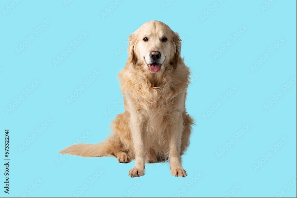 A dog, a Golden Retriever on a blue background.Isolate.Studio shooting. A dog, a Golden Retriever on a blue background.Isolate.Studio shooting.
