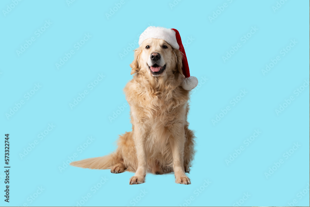 Fototapeta premium A dog, a Golden Retriever with a red Christmas hat on a blue background.Isolate.Studio shooting.
