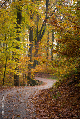 Jesień w lesie, kolory jesieni