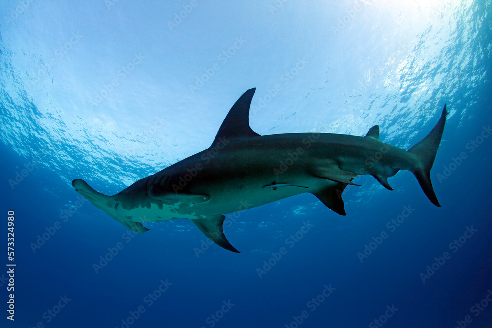 Fototapeta premium Great Hammerhead Shark (Sphyrna mokarran) against Blue Water and Surface. Tiger Beach, Bahamas