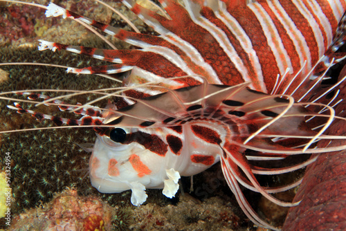 Close-up of a Spotfin Lionfish (Pterois Antennata). Anilao, Philippines photo